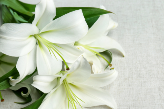 Picture of white lillies